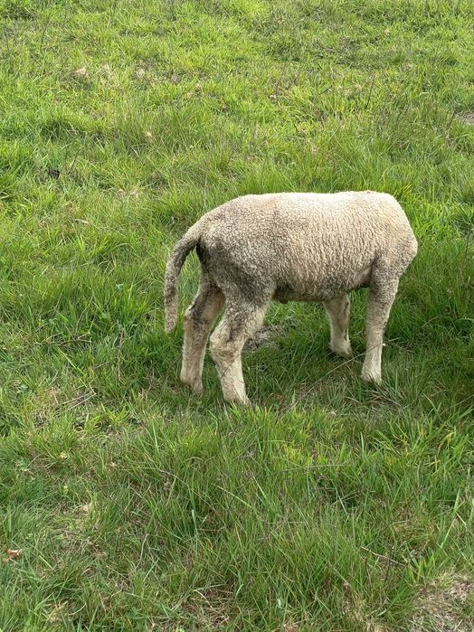 Ovelhas de boa qualidade