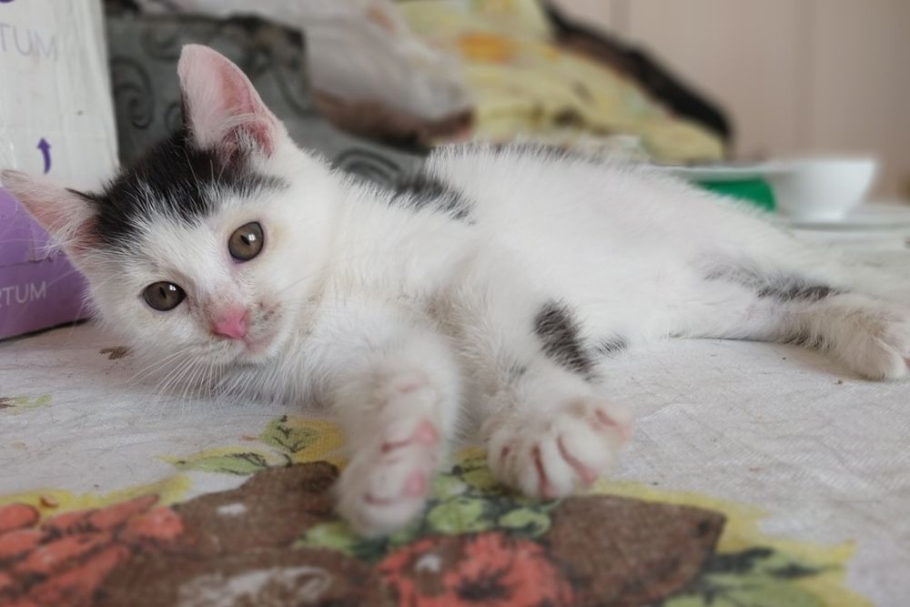 Кошенятко  хлопчик в добрі руки