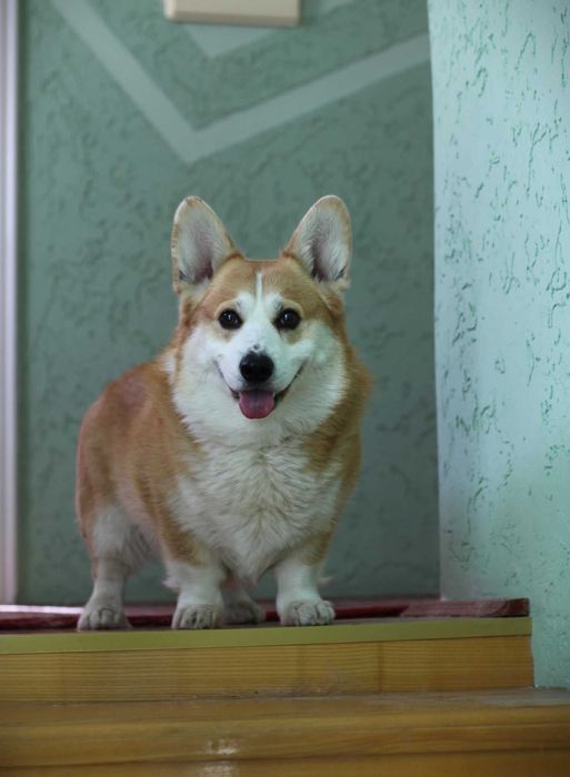 вельш коргі пемброк ,дівчинка бобтейл