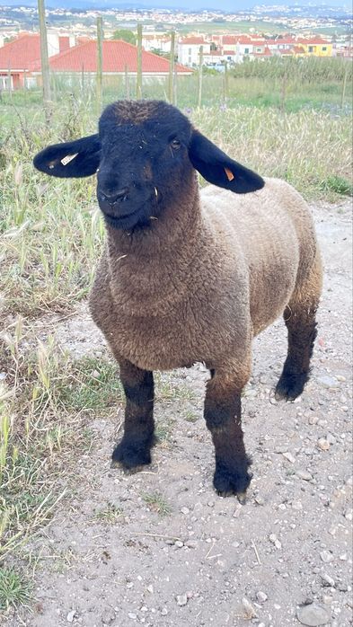 Borrego suffolk