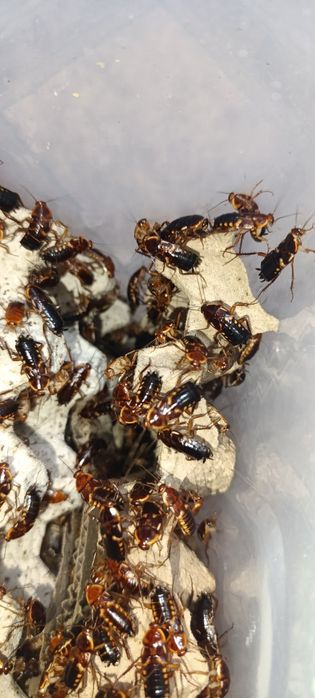 Таракан туркменський банановий сверчок зофобас мучник