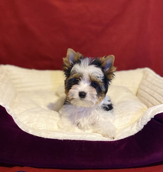 Бівер йорк ляльковий малюк КСУ