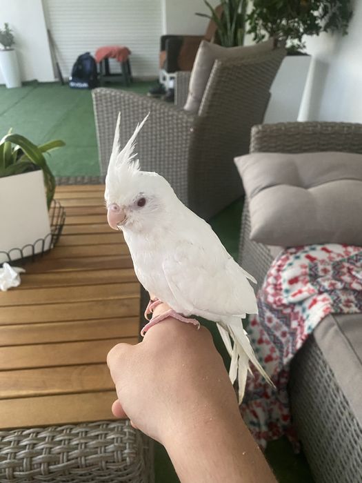 Tenho uma caturra albina domesticada para cerder