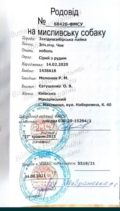 Кобель ЗСЛ (лайка) для в'язок