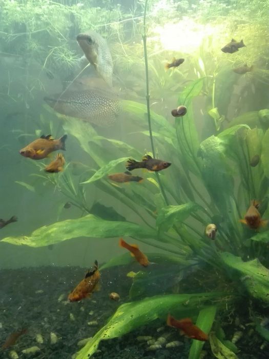 Акваріумні риби та рослини.