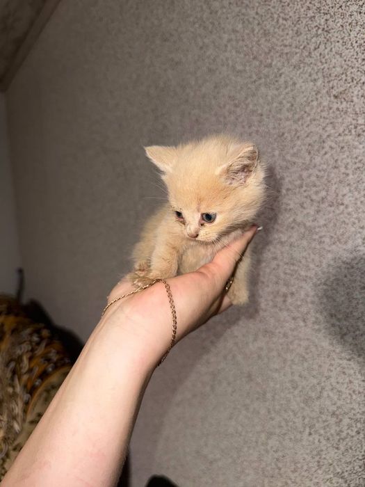 Віддам котиків в добрі руки