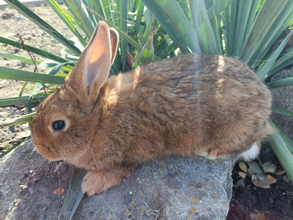 Продажа кролів...