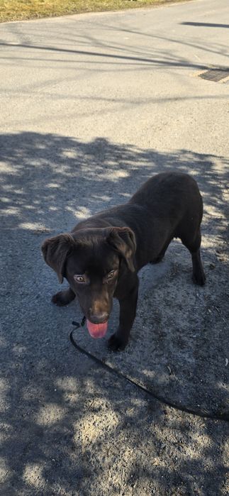 Labrador retriver czekolada