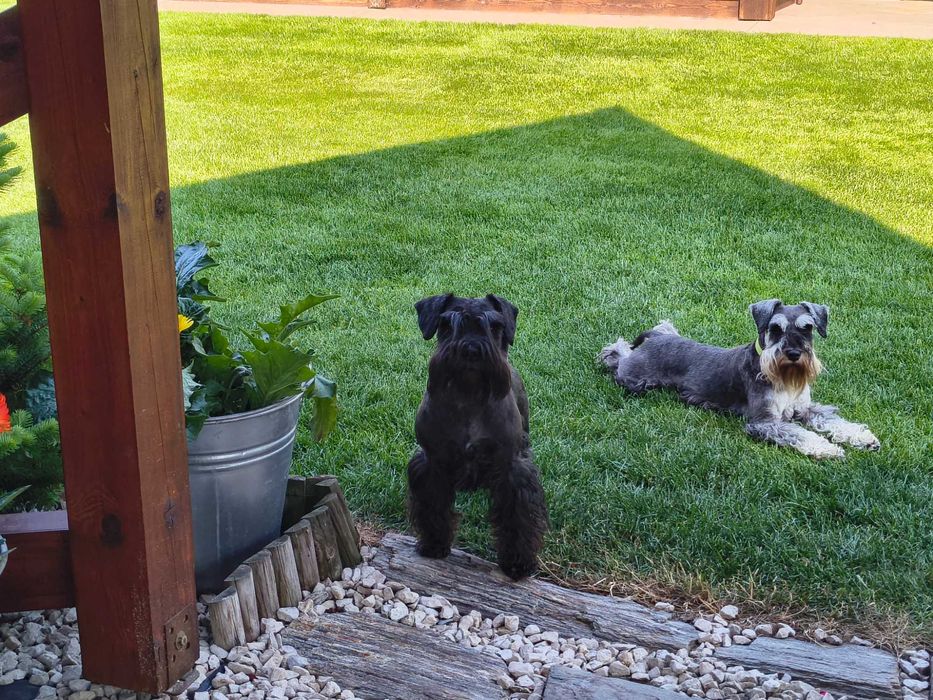 Sznaucer miniaturka czarna sunia