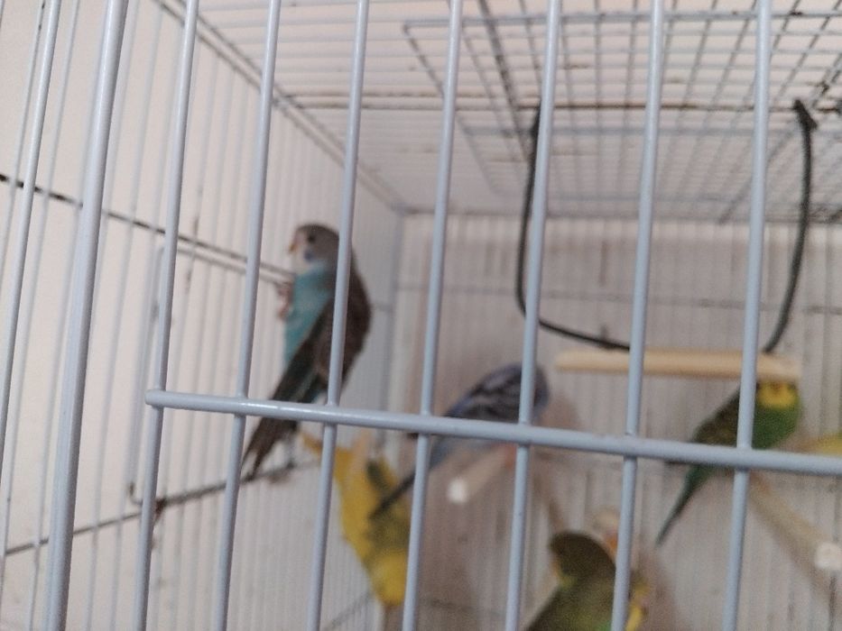 Piriquitos de boa qualidade