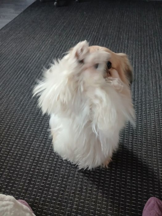 Гарний хлопчик пекінес, запрошуює дівчаток, на побачення