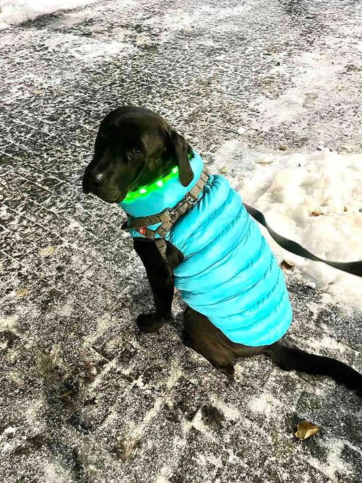 Жилетка для больших собак, одежда для собак