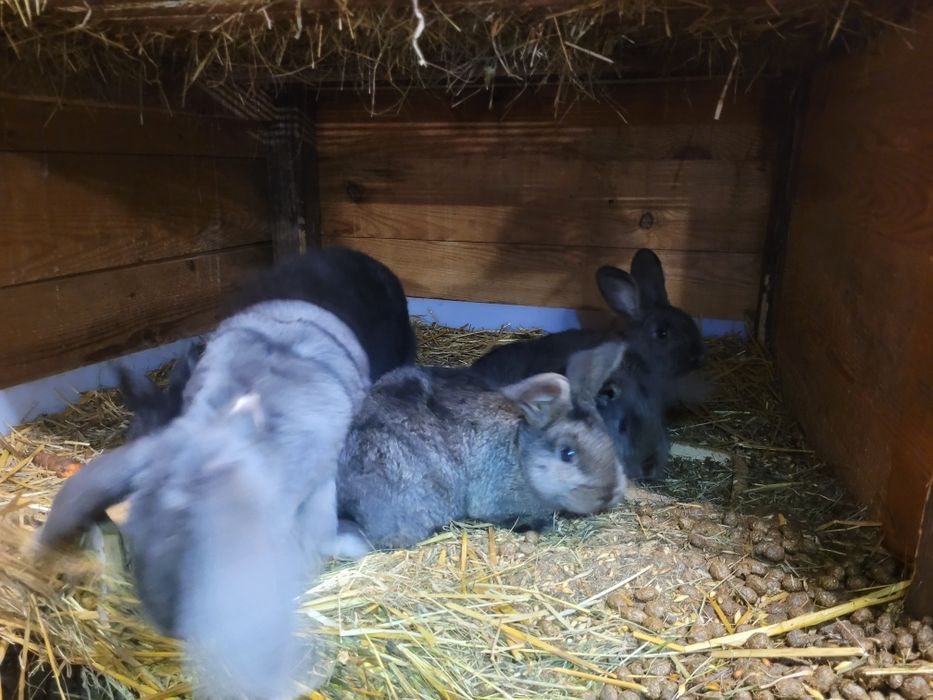 Króliki mięsne. Chów ekologiczny