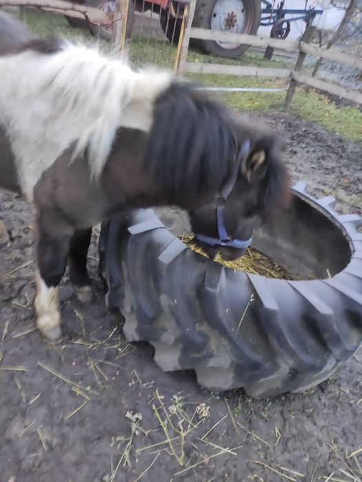 Поні жеребчик 2 роки