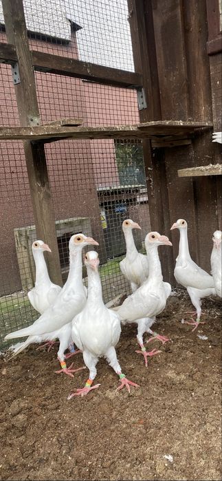 Gołębie kariery białe