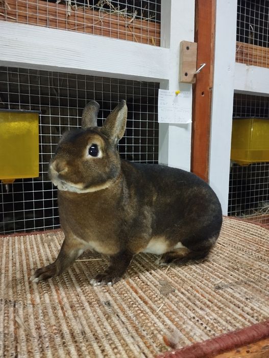 Karzełek castorex/ kastorex/ rexy króliki miniaturki