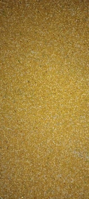 Proso tegoroczne, pokarm dla papug i innych ptaków