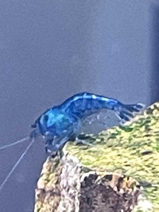 Guppy variáveis / Camarões Blue Dream