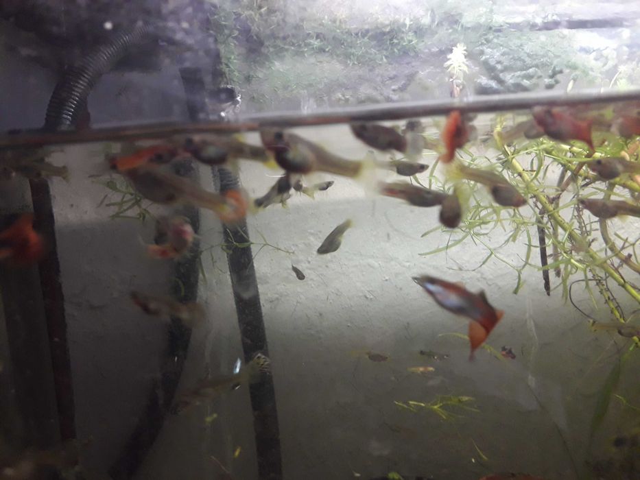 Comunidade  só Guppys   total de mais 50 animais