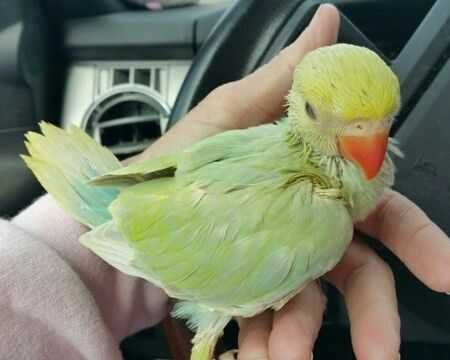 Papagaio Ring neck domésticado , selvagem