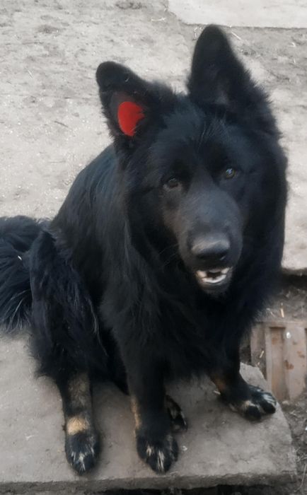 Два черно подпалых мальчика .Длинношерстные.