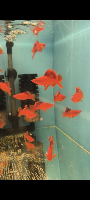 Red cauliflower samce