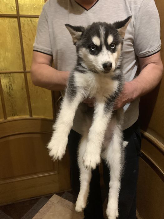 Продам цуценят Хаскі