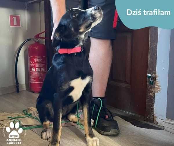 Znaleziono psa - Wejherowo