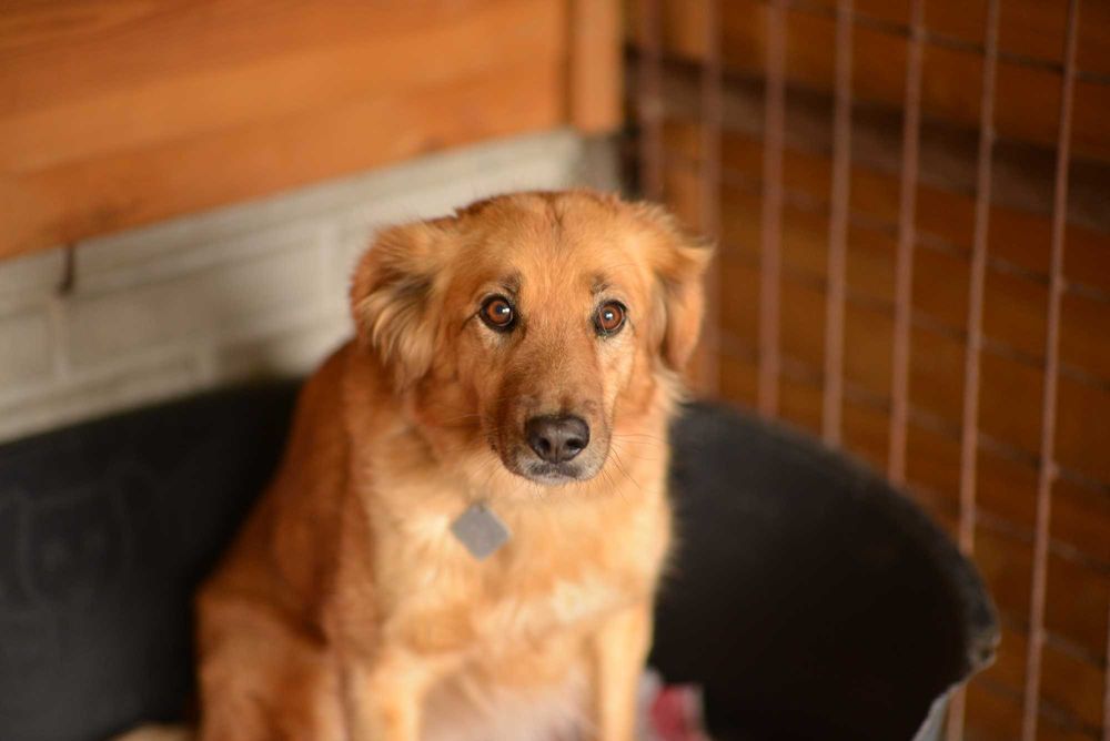 Lord potrzebuje domu i wsparcia ze strony człowieka