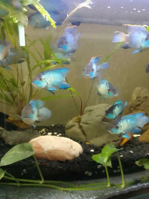 НанакараБлюНеонЭлектрик.Взрослая-молодая рыба.