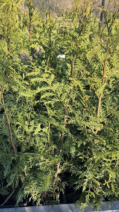 Tuia Plicata “Gelderland” – Cerca Viva Rápida e Densa