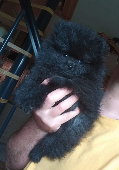 Szpic miniaturowy