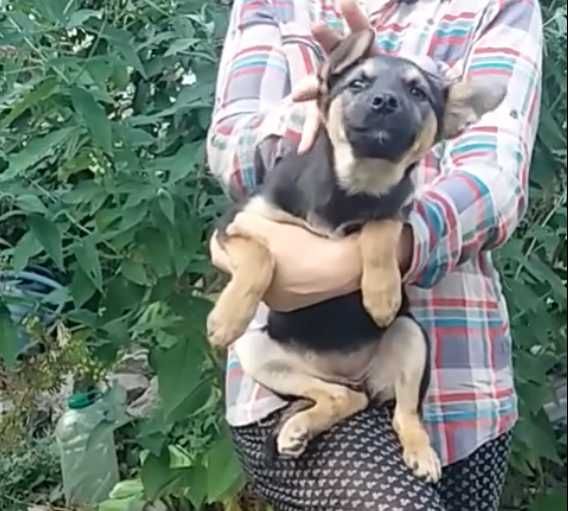 щенки будут по весу как спаниели или корги
