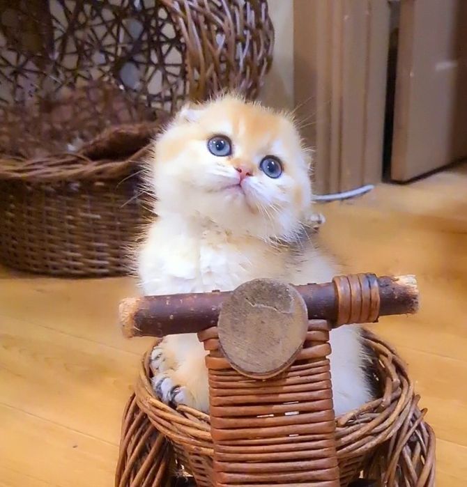 Золотая малышка девочка