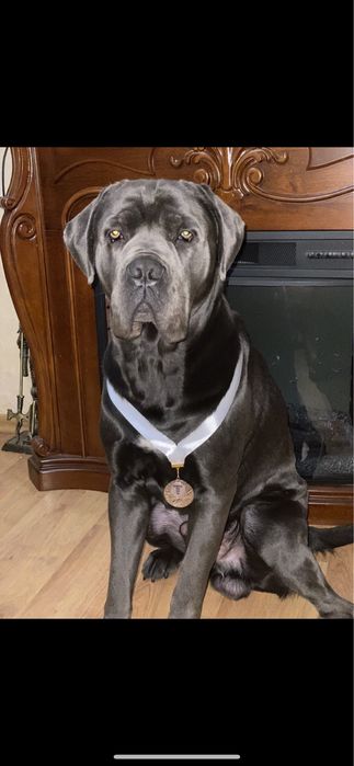 В‘зка кане-корсо