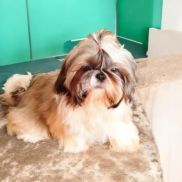 Красотка Vicky -ши-тцу