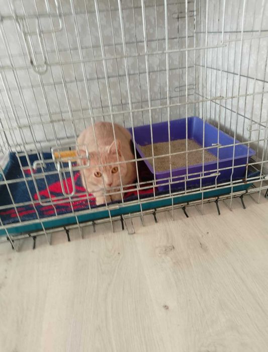 Santiago biszkoptowy kocurek o bursztynowych oczach PILNIE dom