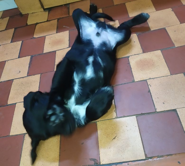 Цуценя  спаніеля