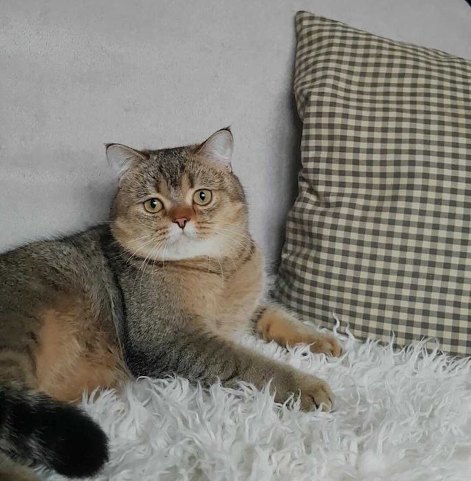 Котики шиншили, мутонові шубки, суперлагідні ВИБІР