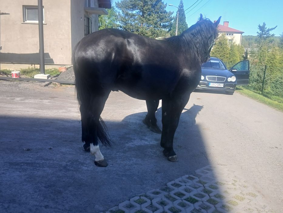 Ogier  slaski  3lata