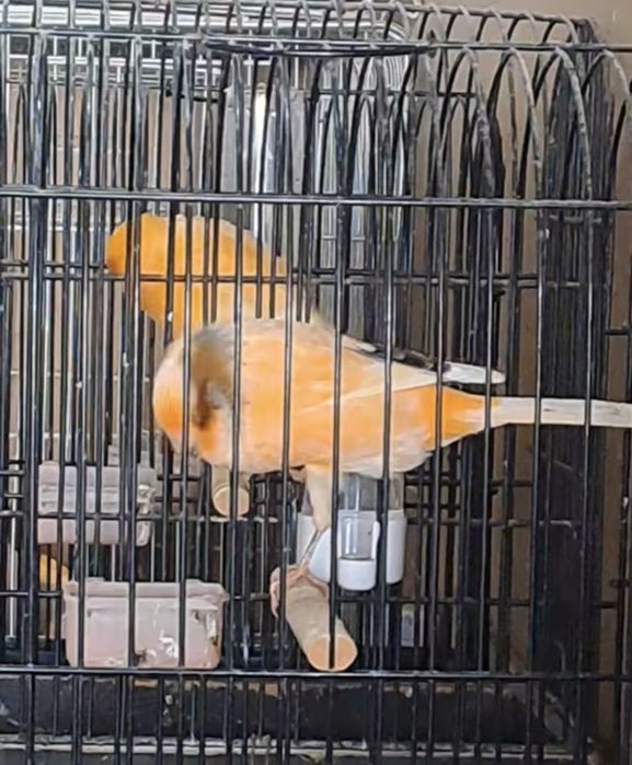 Casal de canários Yorkshire 2025