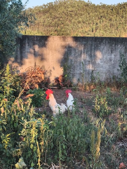 Galos leghorn Brancos