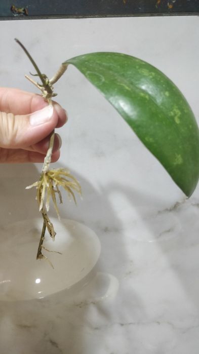 Hoja hoya pottsii