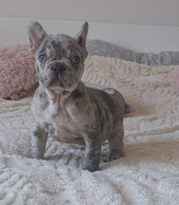 Buldog francuski lilac merle