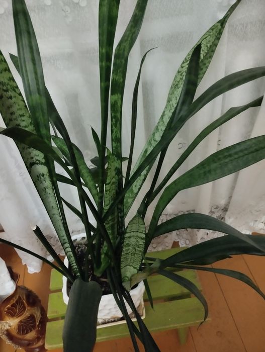 Сансевиерия - комнатное растение