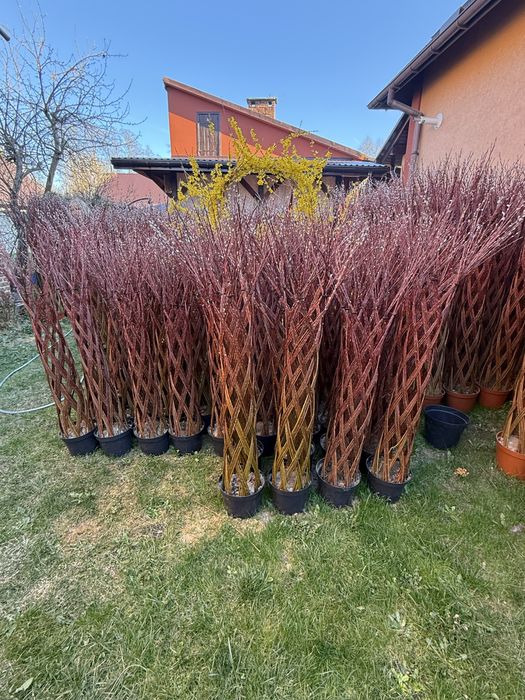 Wierzba pleciona z paszportem rosliny