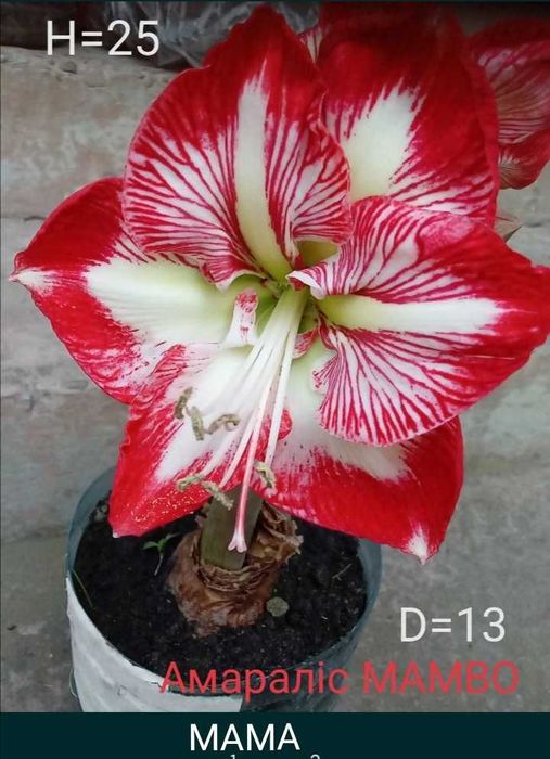 Амараліс / Гіпеаструм