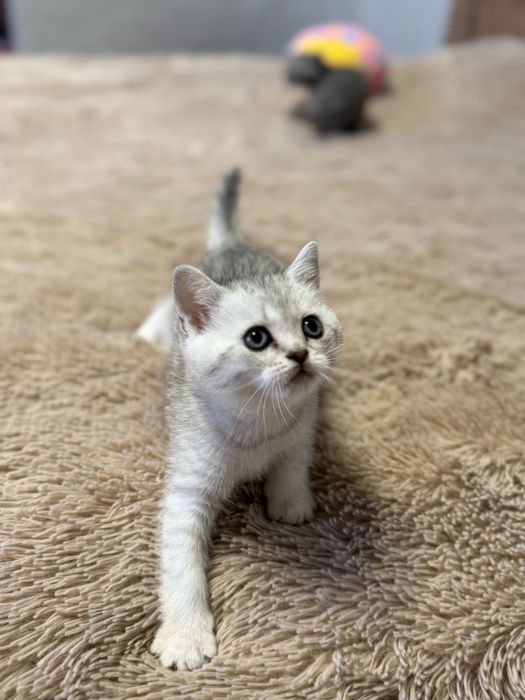 Шотландські коти