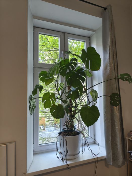 Monstera roślina 150 cm