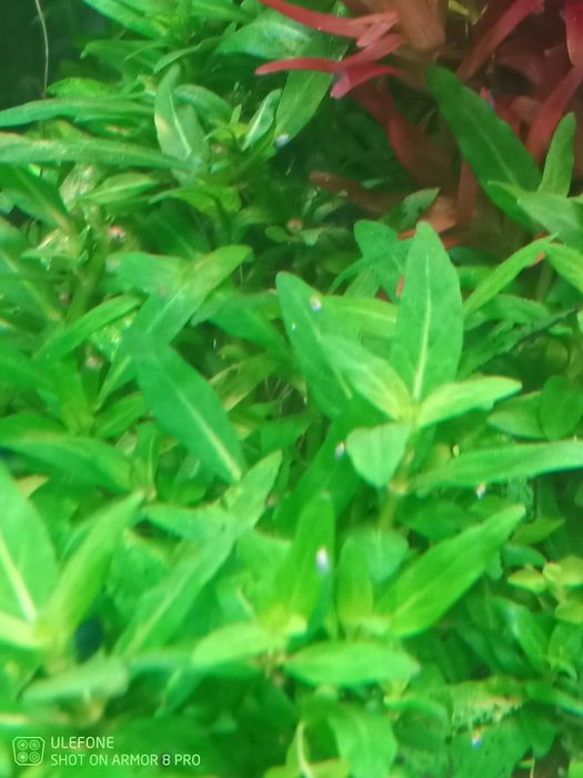 Boas Plantas para aquário .